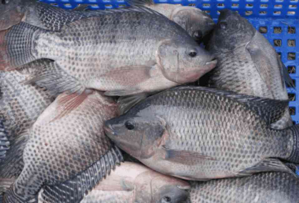 Photo of tilapia fishes